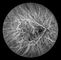 Ομοεστιακή αμφιβληστροειδών κάμερα βυθών Opthalmoscope ψηφιακή με FOV 15°, 30°, μέγεθος 1024*1024 εικόνας 60°