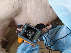 Ψηφιακός ιατρικός κτηνιατρικός ανιχνευτής υπερήχου με την οθόνη 3,5 ίντσας και τη συχνότητα Porbe 2.5M, 3.5M