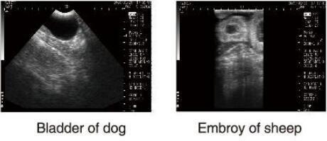 Διαγνωστικός υπερήχου ανιχνευτής υπερήχου εξοπλισμού κτηνιατρικός με το λογισμικό OB για την αποθήκευση ζώων και 100 εικόνων